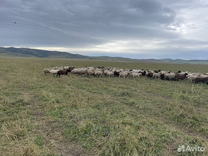 Стадо крс, стадо овец