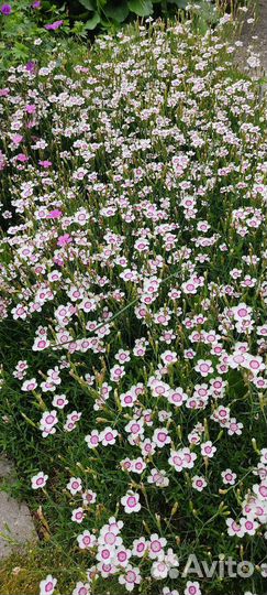 Цветы для альпийской горки. Многолетние