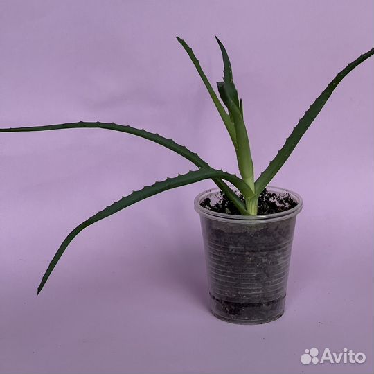 Алоэ столетник лечебный