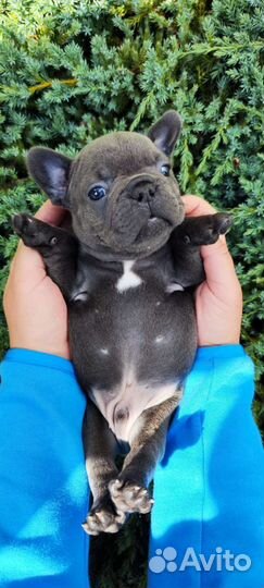 Мальчик французский бульдог