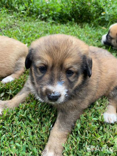 Отдадим щенков в добрые руки