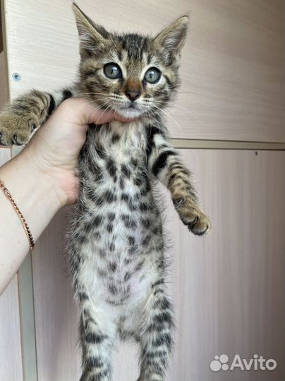 Бенгальская кошка