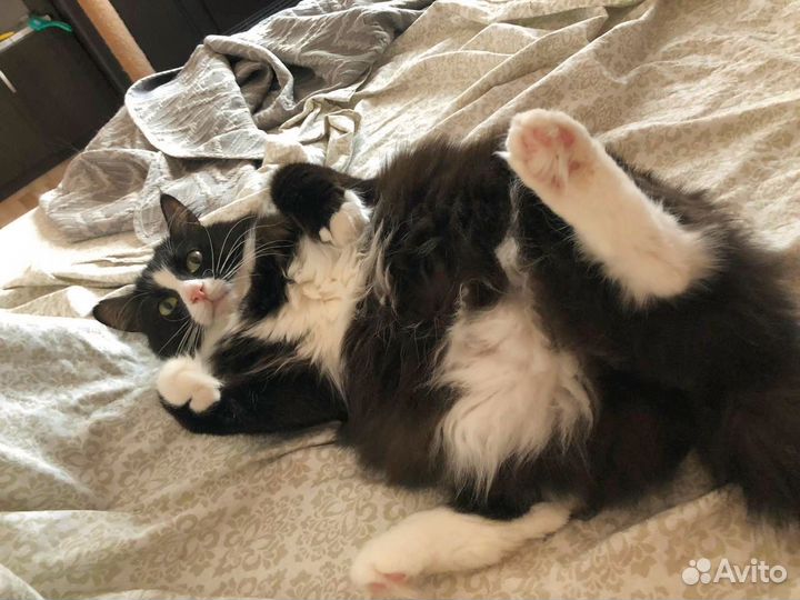 Кот в добрые руки бесплатно