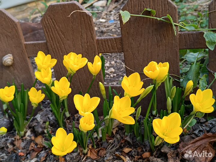 Штернбергия (крокус крупный желтый осенний) 10шт