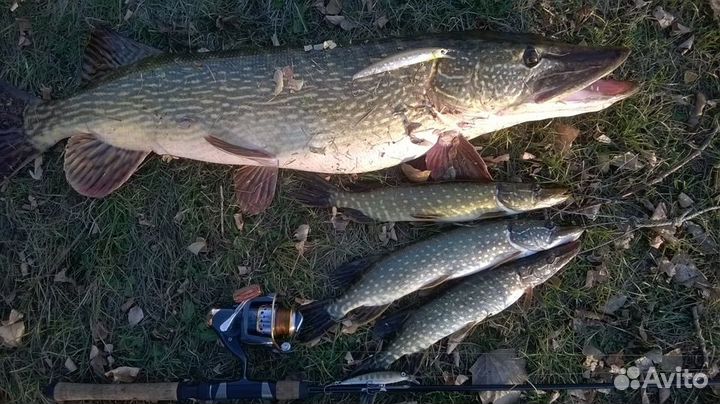 Рыбалка/Отдых на реке Печора