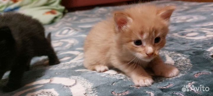 Котята мейн-кун