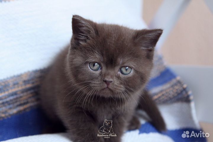 Шоколадные британцы