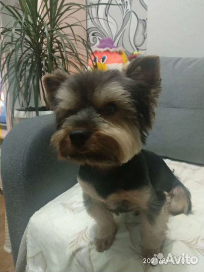 Вязка бесплатно