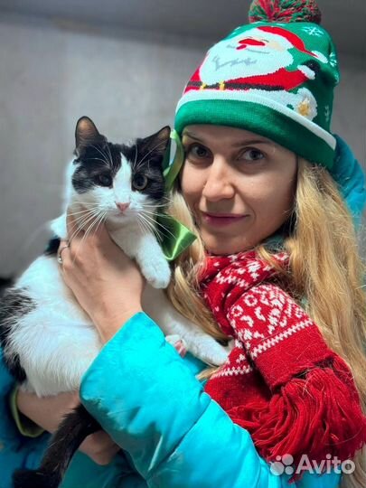 Очень милая кошечка Джулия