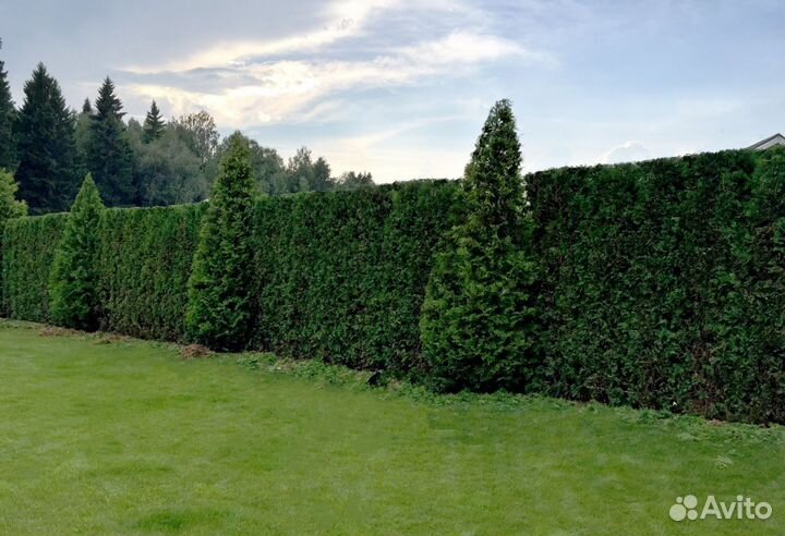 Туя Смарагд 1,8-2 м, Брабант, Колумна в ассортимен