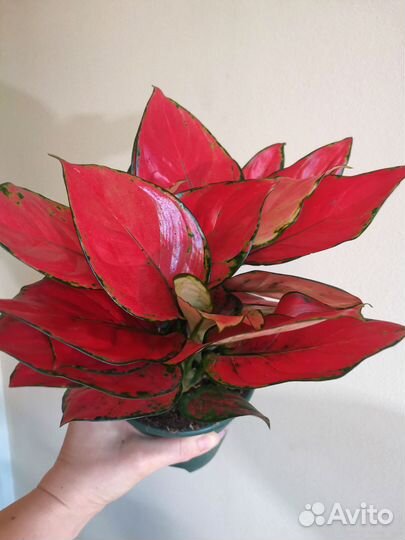 Аглаонема Super red