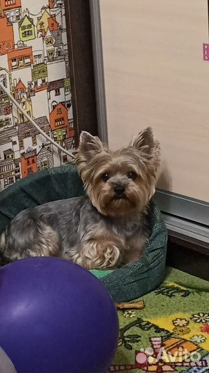 Йоркширский терьер вязка