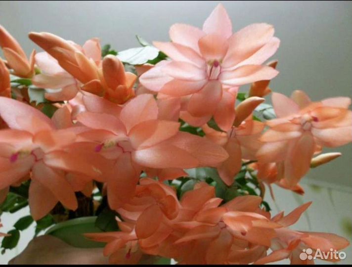 Декабрист белый персиковый