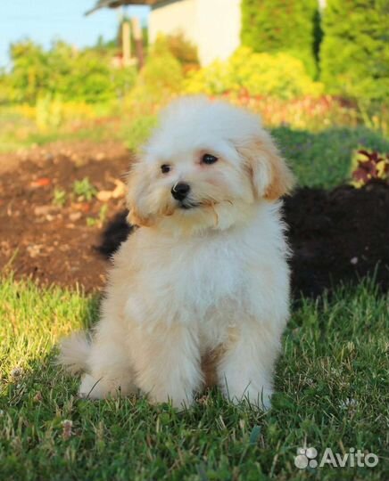 Мальтипу f1