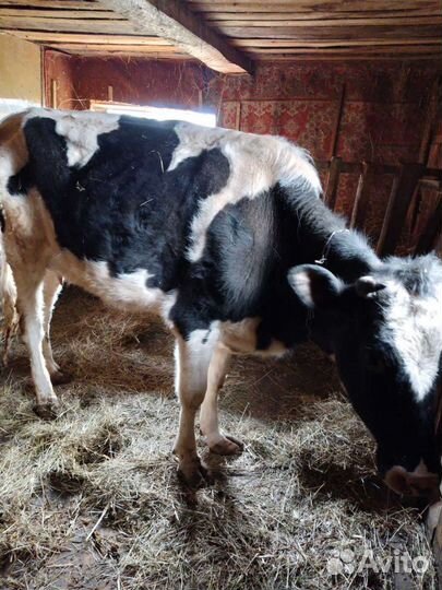 Корова торг