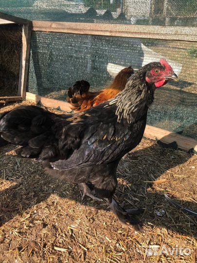 Петухи породы Маран