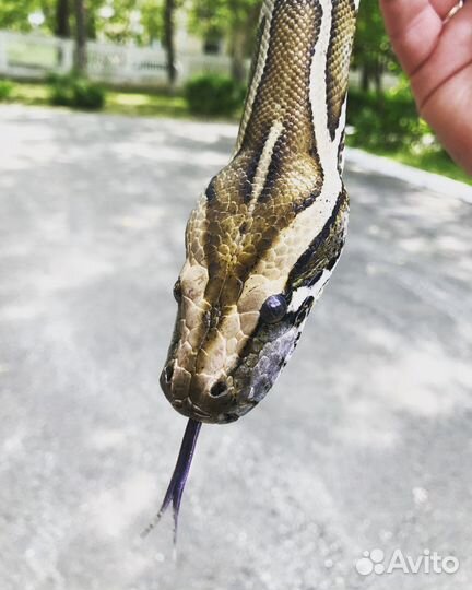 Аренда змей, рептилий