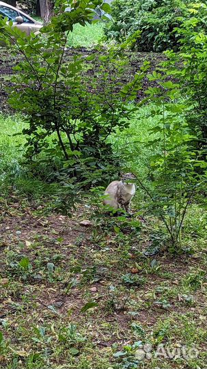 Тайские котята