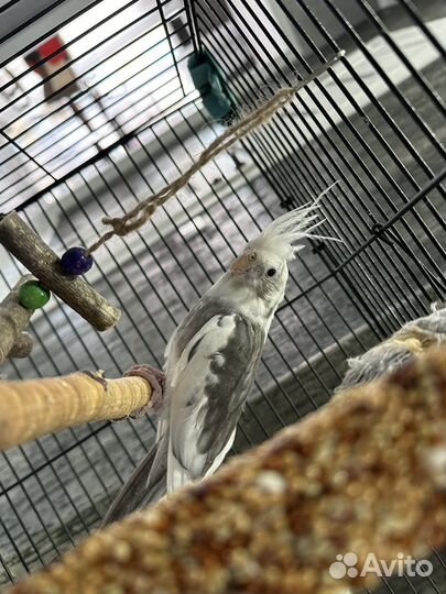 Попугай корелла пара