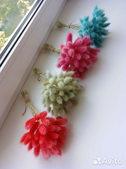 Цветной лагурус