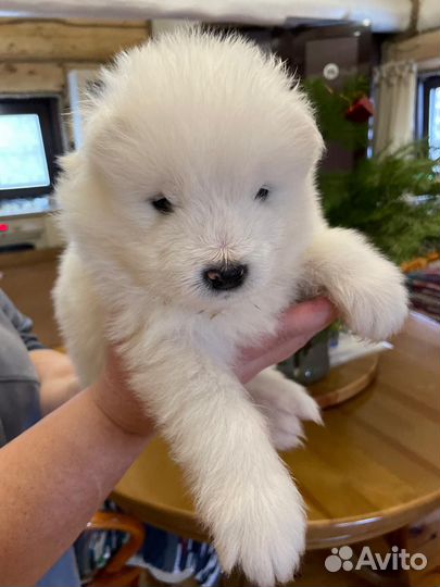 Щенки самоеда Белокуриха