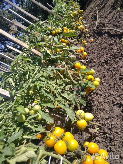 Томаты черри с доставкой