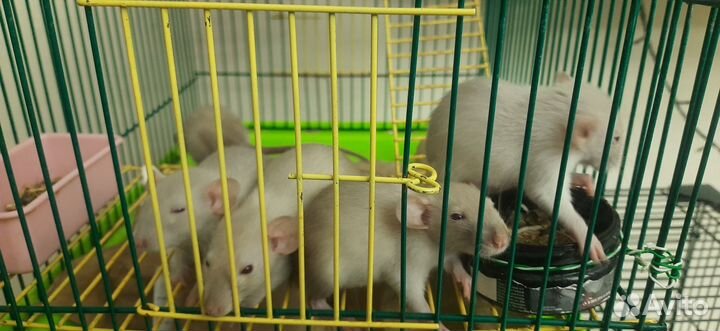 Крысята сиам