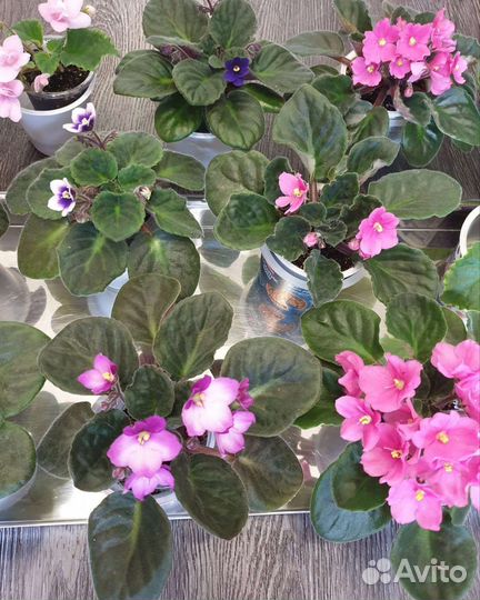 Фиалки, сенполии, розовые, фиолетовые, белые