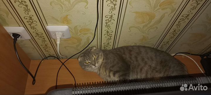 Шотландский вислоухий кот