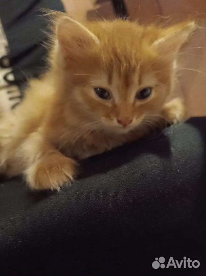 Мальчик в самые добрые ручки