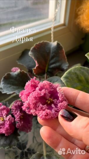 Фиалки цветущие