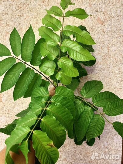 Полисциасы