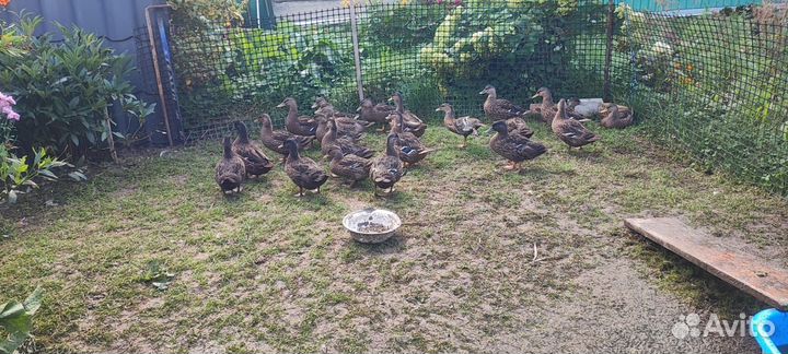 Подсадные утки