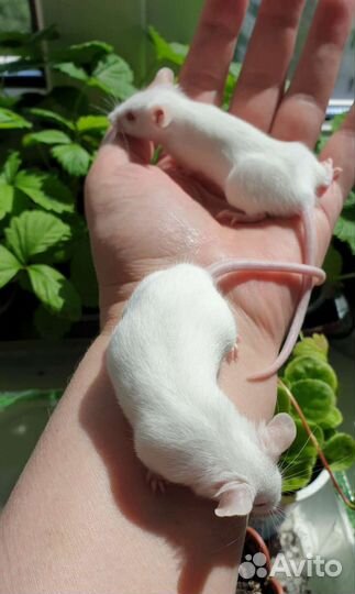 Декоративные мышки