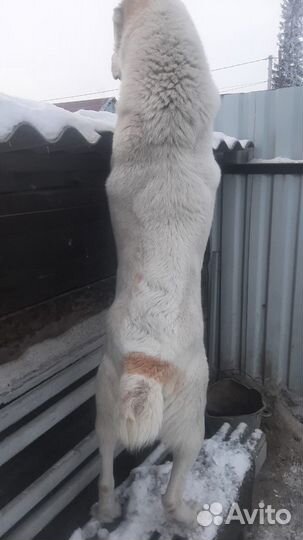 Вязка алабай