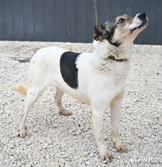 Собака в добрые руки