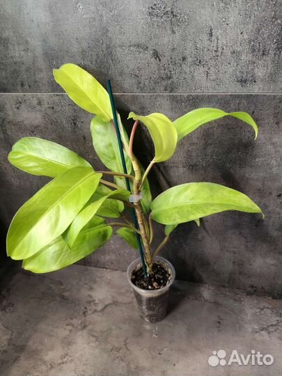 Ароидные растения