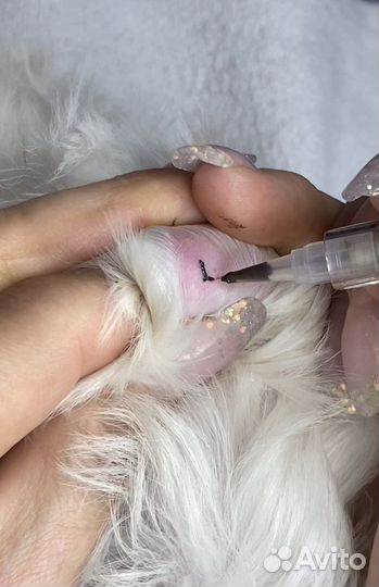 Клеймо/клеймение. Документы ркф/выдача и обмен