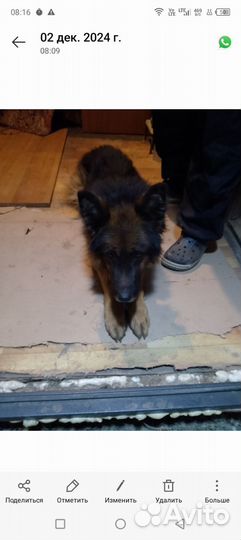 Немецкая овчарка