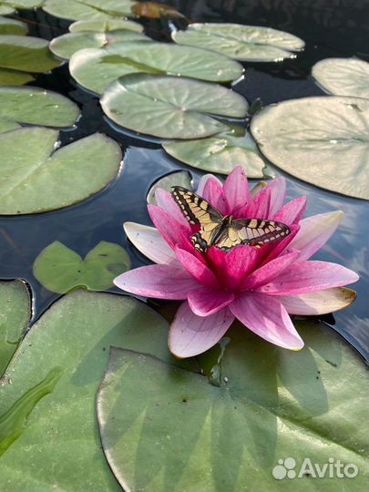 Нимфеи для пруда,водяннные лилии