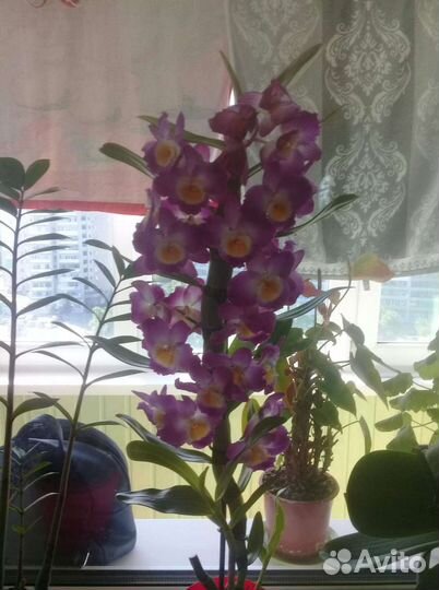 Орхидея дендробиум