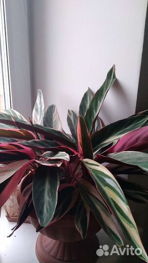 Строманта триколор