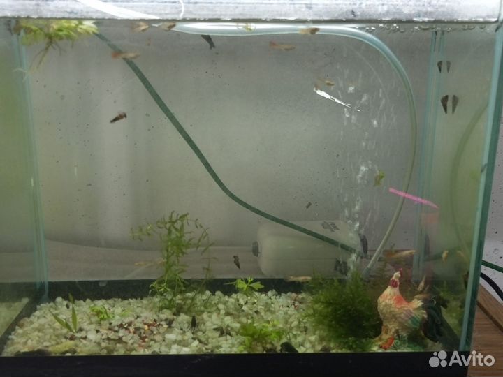 Аквариумные рыбки