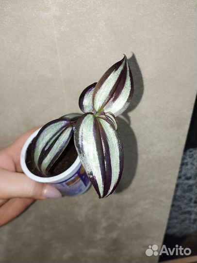 Традиция зебрина