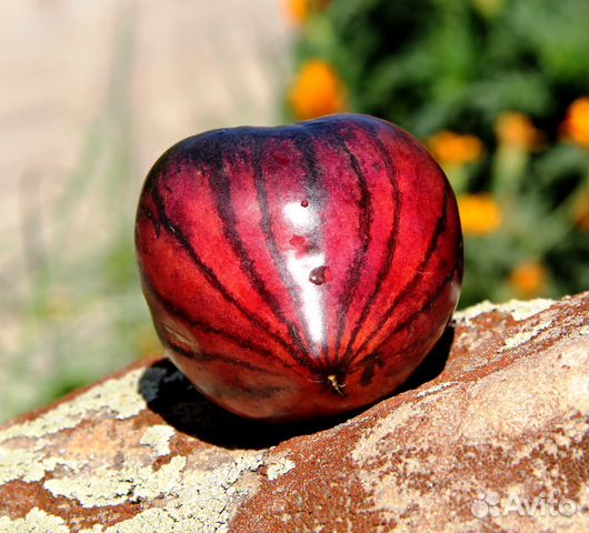 Рассада коллекционных томатов