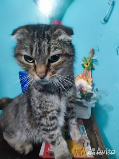 Вислоухая кошечка