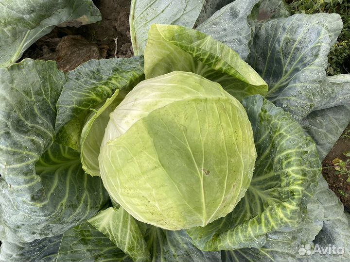 Торг на месте