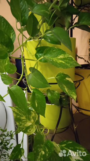 Эпипремнум