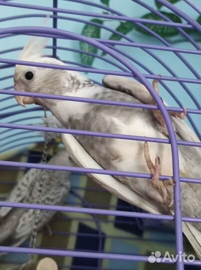 Мальчик годовалый (белолицей) кореллы с клеткой