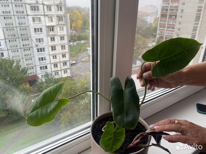 Филодендрон